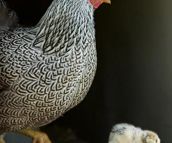 Lägenhet Stein Mit Sauna *